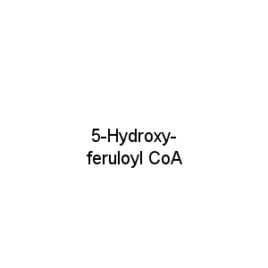 5-Hydroxy-feruloyl CoA